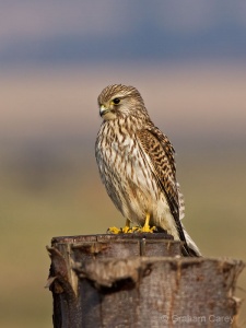 Kestrel (Falco tinnunculus) Graham Carey